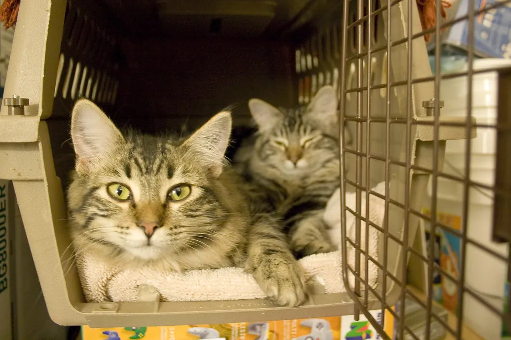 Two tabby cats resting inside an open pet carrier