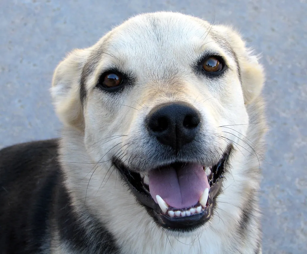 A happy dog with its mouth open, showing its teeth