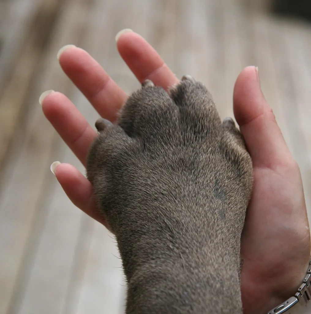 A large dog paw resting in a person’s open hand