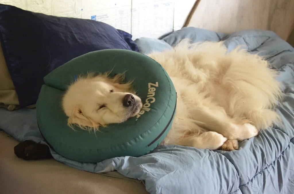 A fluffy white dog resting on a bed wearing a soft recovery collar
