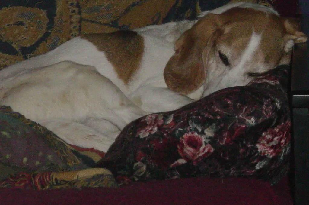 A beagle asleep on a floral cushion