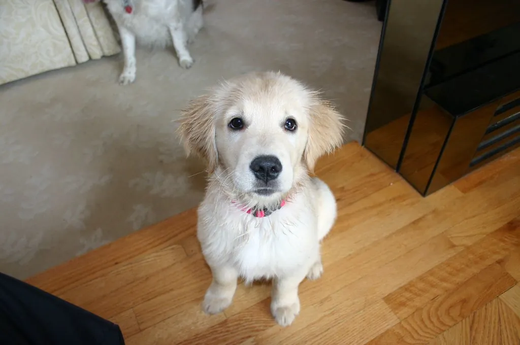 A fluffy golden puppy sitting on a wooden floor