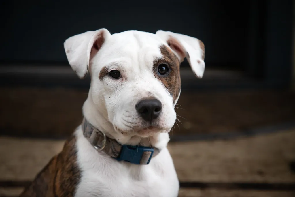 A white and brindle puppy with a collar looking at the camera